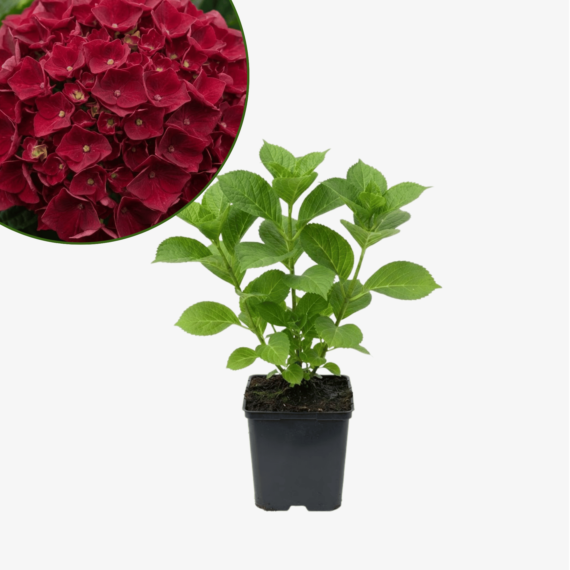 Hortensja ogrodowa Red Baron