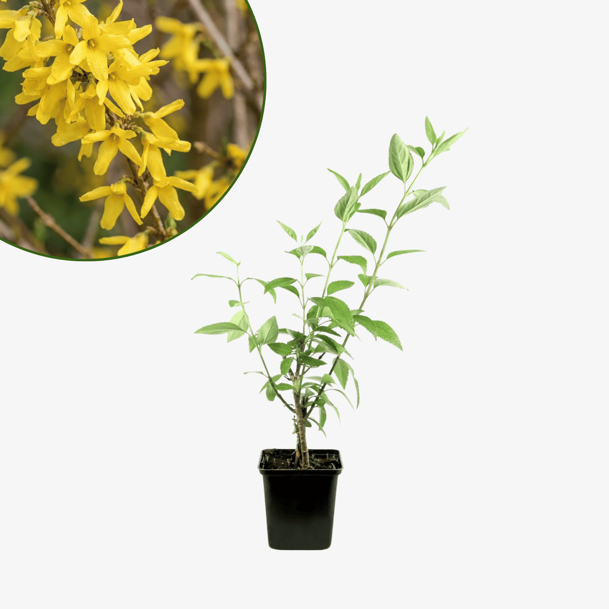 Forsycja pośrednia Goldzauber