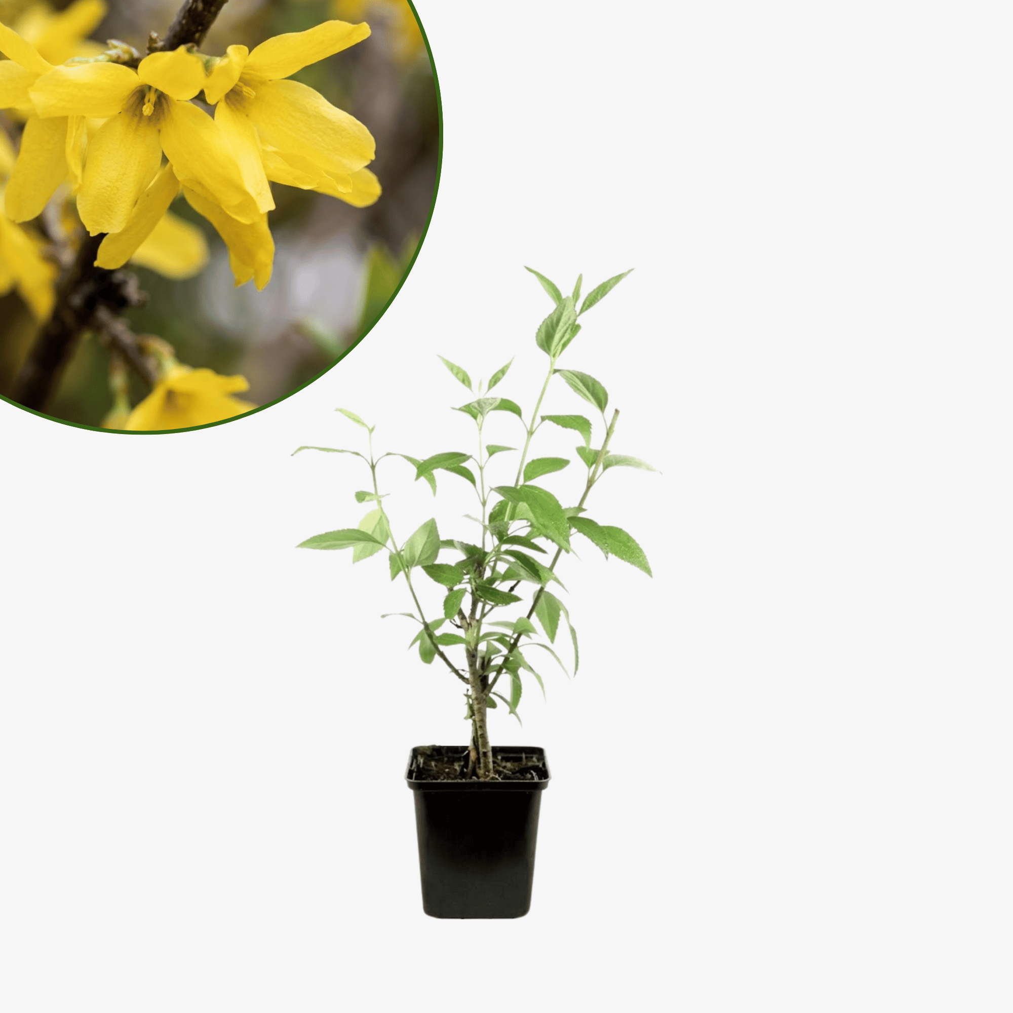 Forsycja pośrednia Lynwood