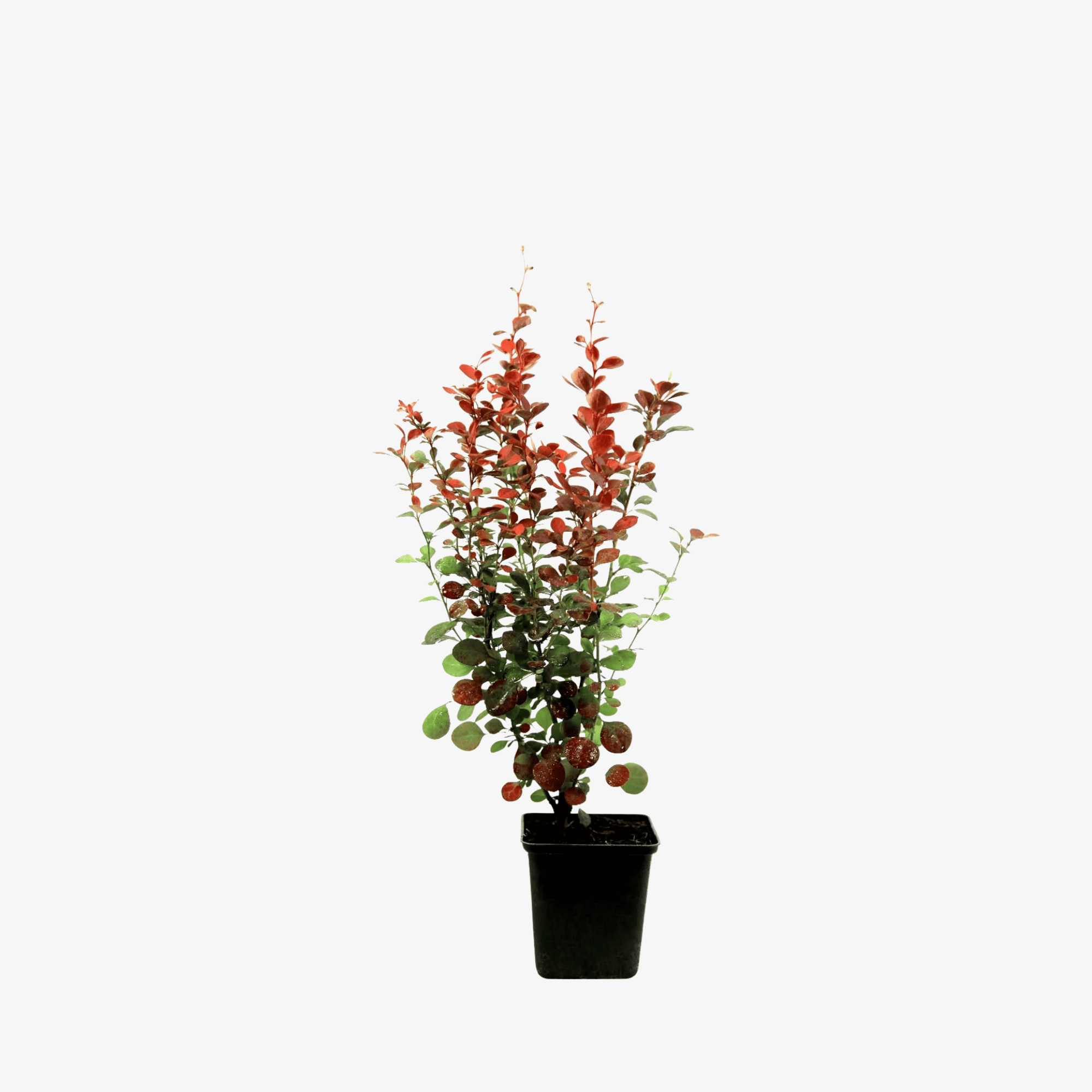 Berberys Thunberga Atropurpurea