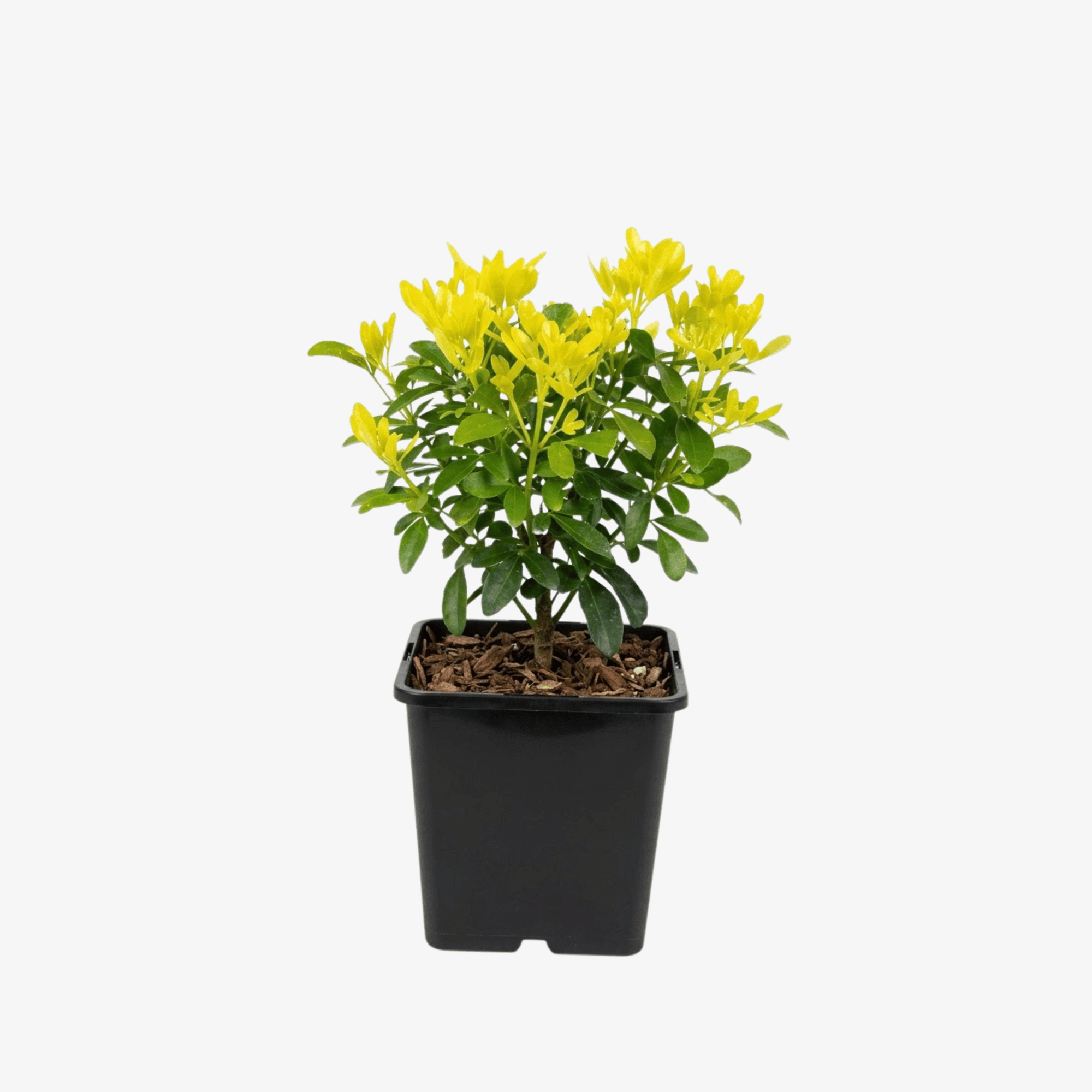 Choisya ternata Sundance - czoisja