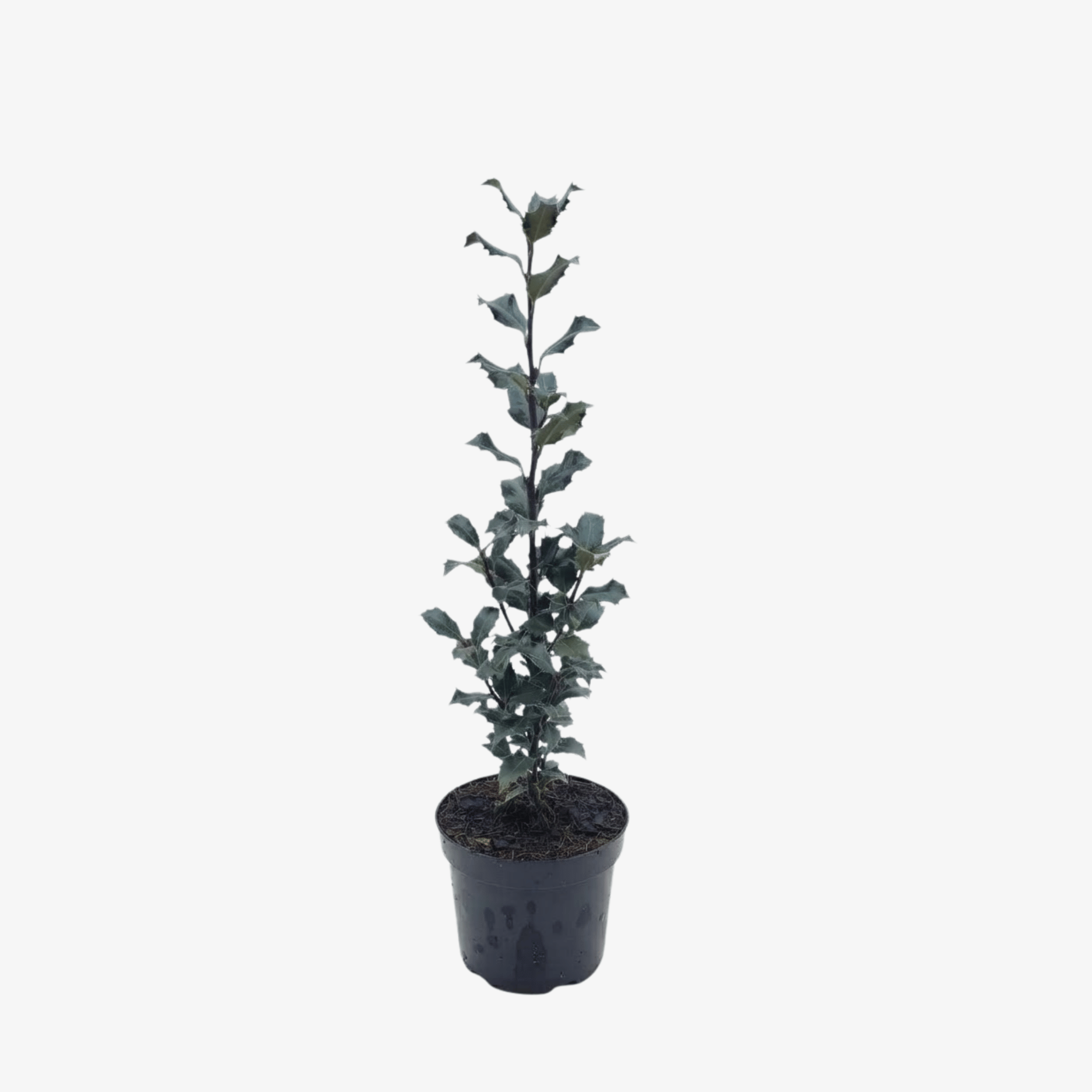 Ostrokrzew Meservy Blue Prince