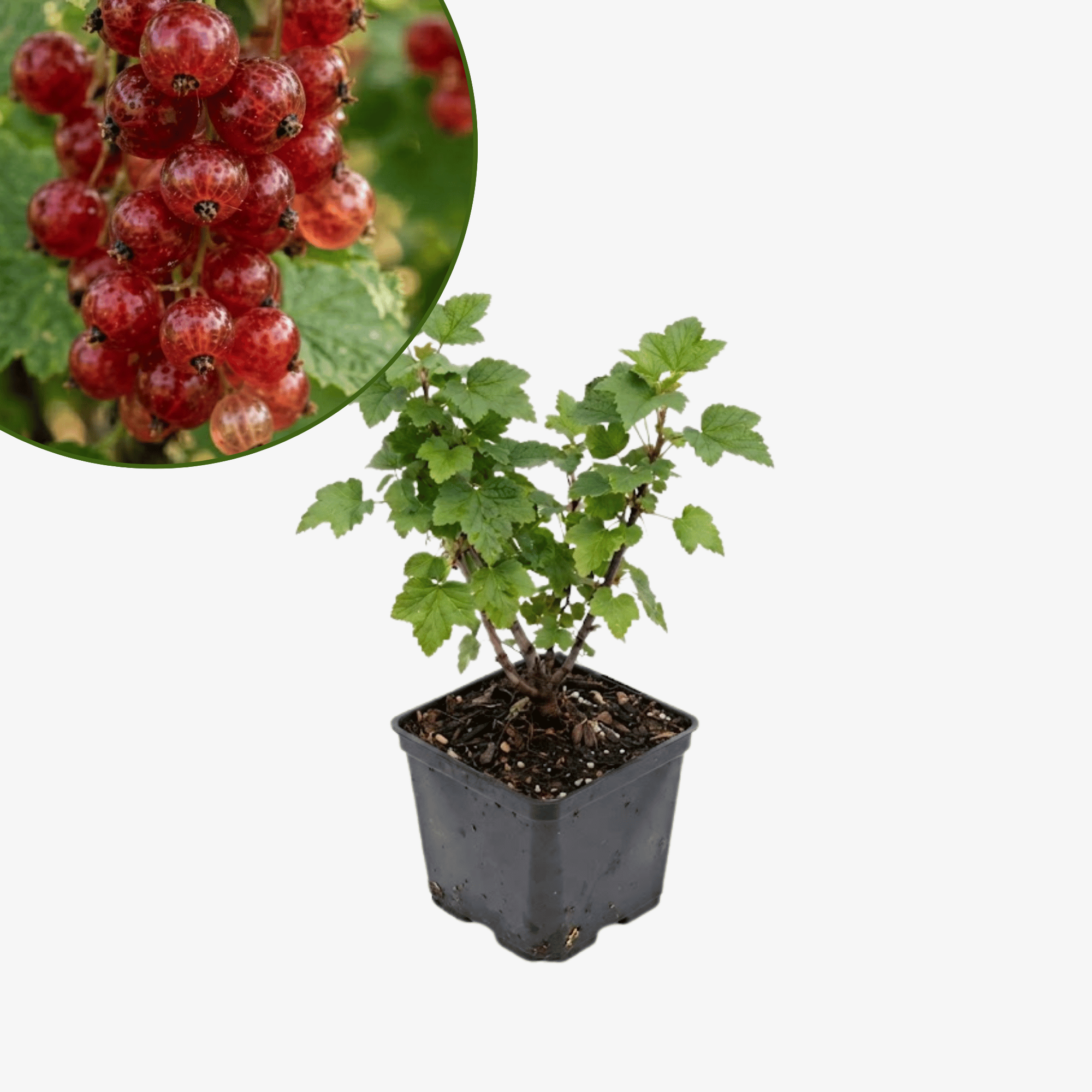 Porzeczka czerwona Rosetta