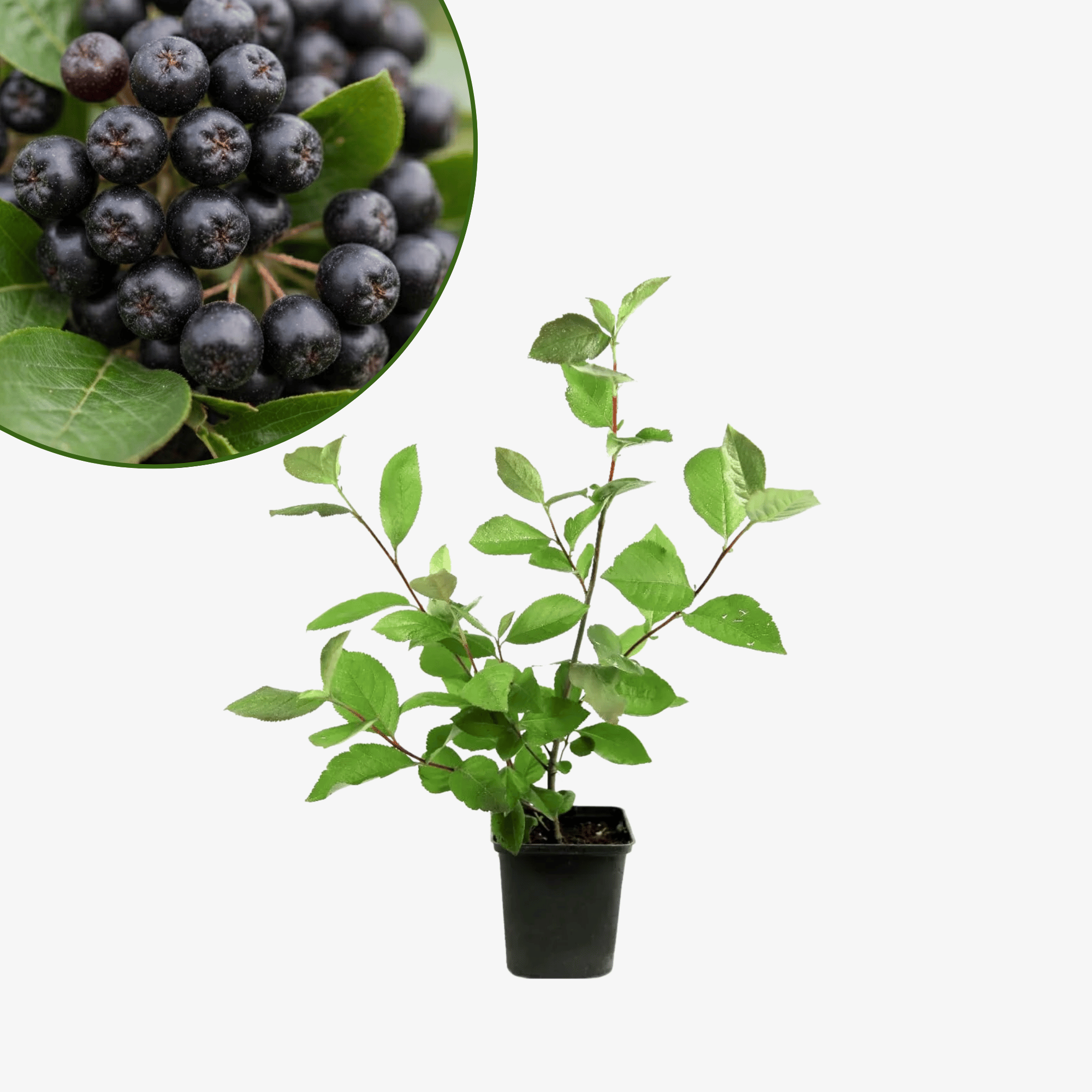 Aronia czarnoowocowa Galicjanka