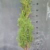 Tuja brabant sadzonki 40-120cm SUPER GĘSTY ŻYWOPŁOT!
