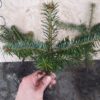 Jodła kaukaska 12-30CM  SADZONKI NA PLANTACJE - obrazek 3