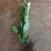 Laurowiśnia wschodnia ROTUNDIFOLIA sadzonki 40-60cm ŻYWOPLOT - obrazek 4