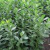 Laurowiśnia wschodnia ROTUNDIFOLIA sadzonki 40-60cm ŻYWOPLOT - obrazek 2