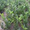 Laurowiśnia wschodnia ROTUNDIFOLIA sadzonki 40-60cm ŻYWOPLOT - obrazek 3