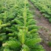 Jodła kaukaska 12-30CM  SADZONKI NA PLANTACJE - obrazek 2