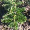 Jodła kaukaska 12-30CM  SADZONKI NA PLANTACJE - obrazek 4