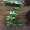 Laurowiśnia wschodnia ROTUNDIFOLIA sadzonki 40-60cm ŻYWOPLOT