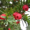 Cis pospolity 30-50 cm taxus bacata - obrazek 2