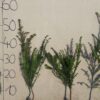 Cis pospolity 30-50 cm taxus bacata