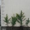 Świerk serbski sadzonki picea omorika 30-50 cm NA PLANTACJE - obrazek 2