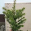 Świerk serbski sadzonki picea omorika 30-50 cm NA PLANTACJE