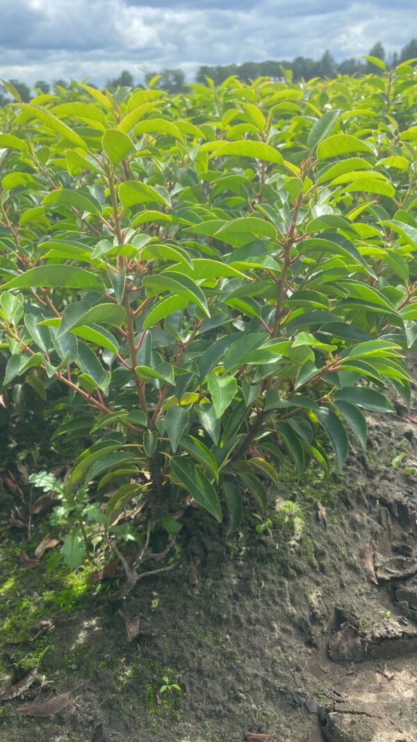 sadzonka laurowiśnia wschodnia angustifolia
