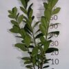 Laurowiśnia wschodnia NOVITA 100-130CM - obrazek 2