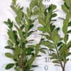 Laurowiśnia wschodnia NOVITA 100-130CM