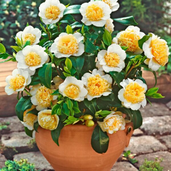 Kamelia japońska żółta zimozielona Camellia jap. Brushfield Yellow DUŻA