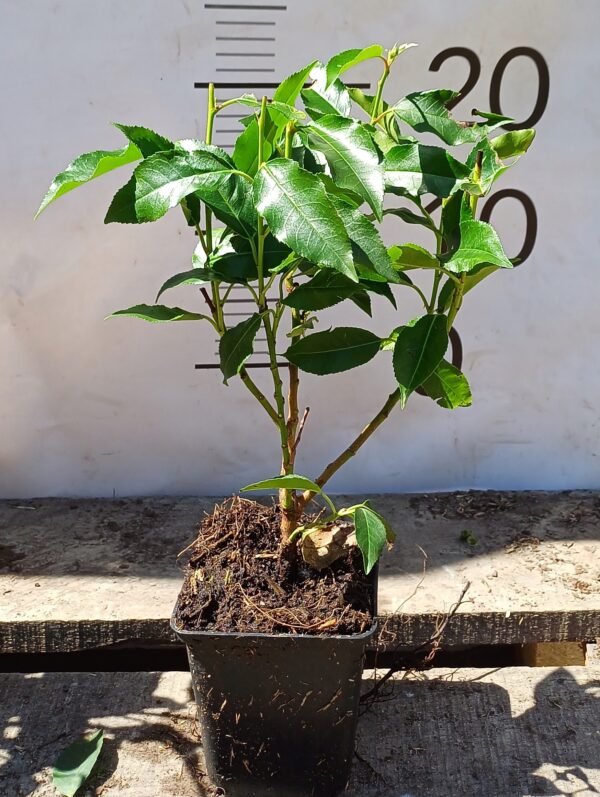 Laurowiśnia portugalska ANGUSTIFOLIA - ROZKRZERWIONA - CZERWONE GAŁĄZKI