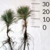 Sosna czarna Pinus Nigra 3 letnia sadzonka - obrazek 2