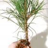Sosna czarna Pinus Nigra 3 letnia sadzonka