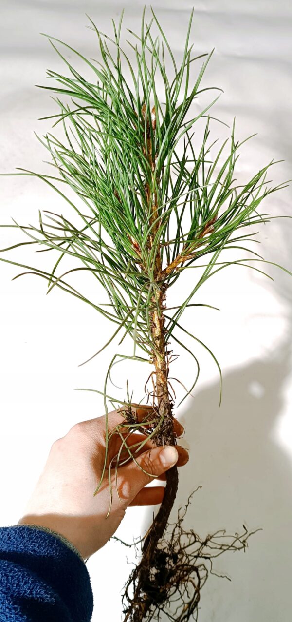 Sosna czarna Pinus Nigra 3 letnia sadzonka