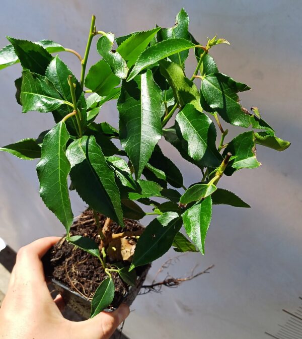 Laurowiśnia portugalska ANGUSTIFOLIA - ROZKRZERWIONA - CZERWONE GAŁĄZKI - obrazek 3