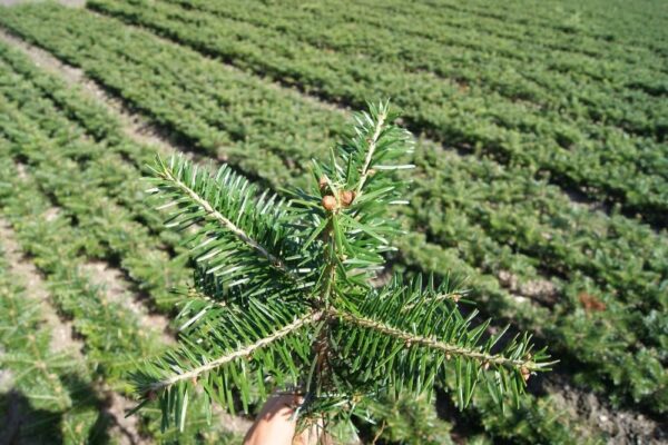 Jodła kaukaska 4 letnia 20/30cm Abies Nordmanniana - obrazek 6