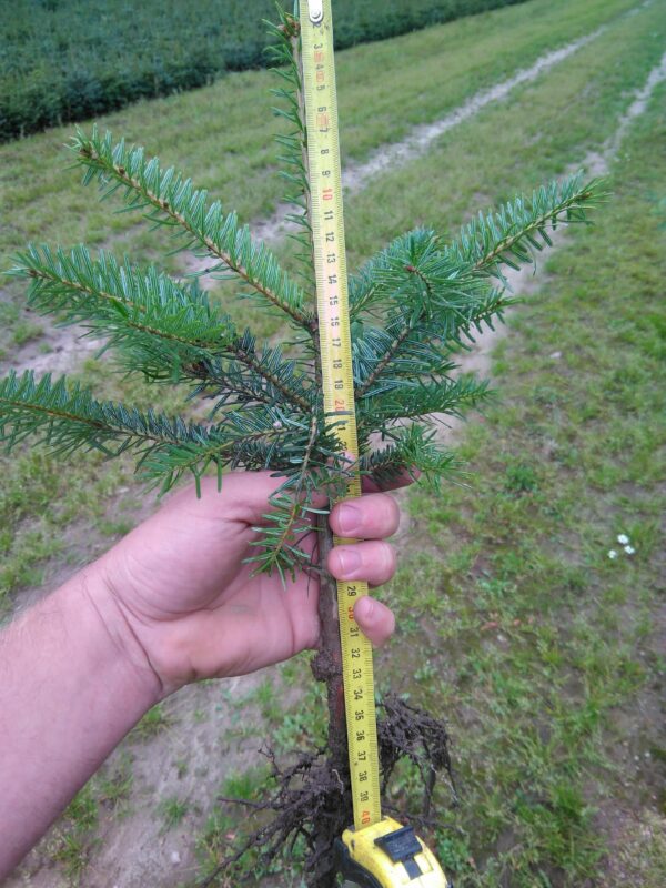 Jodła kaukaska 4 letnia 20/30cm Abies Nordmanniana - obrazek 5
