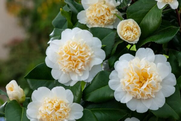 Kamelia japońska żółta zimozielona Camellia jap. Brushfield Yellow DUŻA - obrazek 5