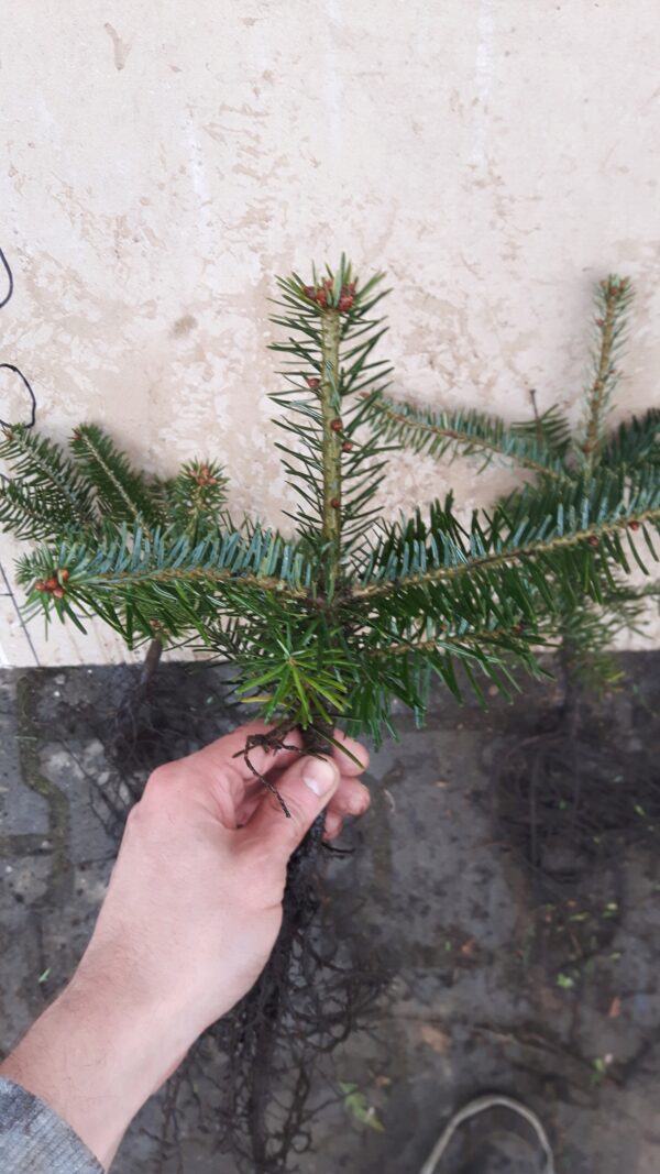 Jodła kaukaska 12-20CM 3lat SADZONKI NA PLANTACJE - obrazek 2