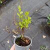 LAGERSTROEMIA INDYJSKA PINK, BEZ POŁUDNIA, NAJDŁUŻEJ KWITNĄCY KRZEW ŚWIATA - obrazek 5
