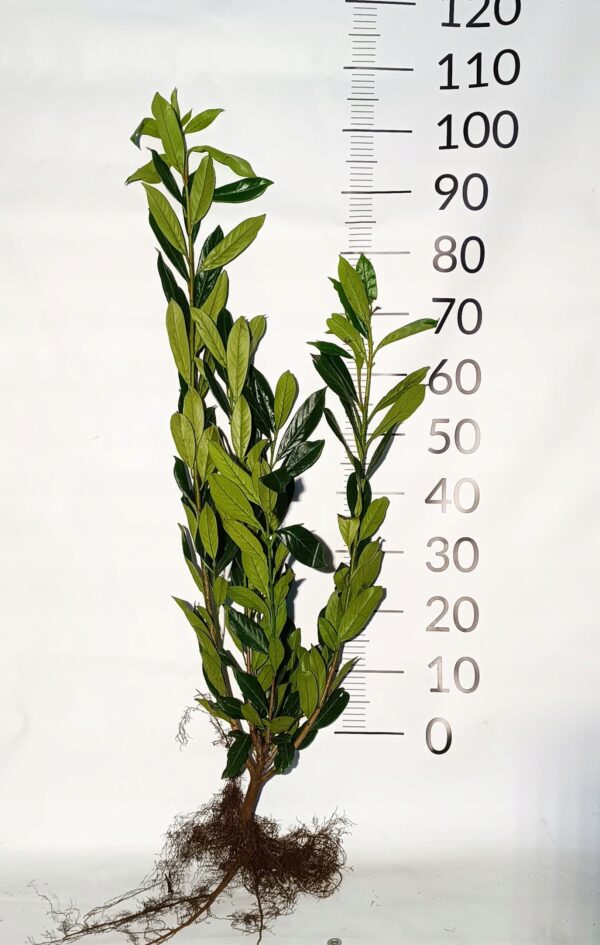 Laurowiśnia CAUCASICA sadzonki 100-120CM Żywopłot