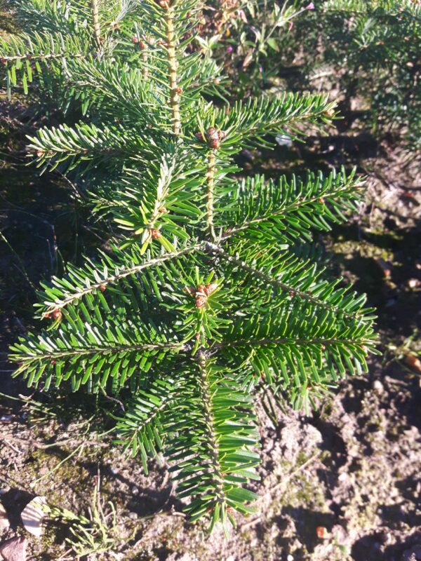 Jodła kaukaska 4 letnia 20/30cm Abies Nordmanniana - obrazek 7