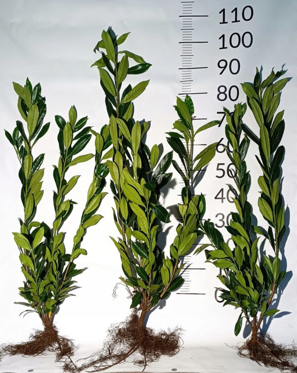 Laurowiśnia CAUCASICA sadzonki 80-100CM Żywopłot - obrazek 2