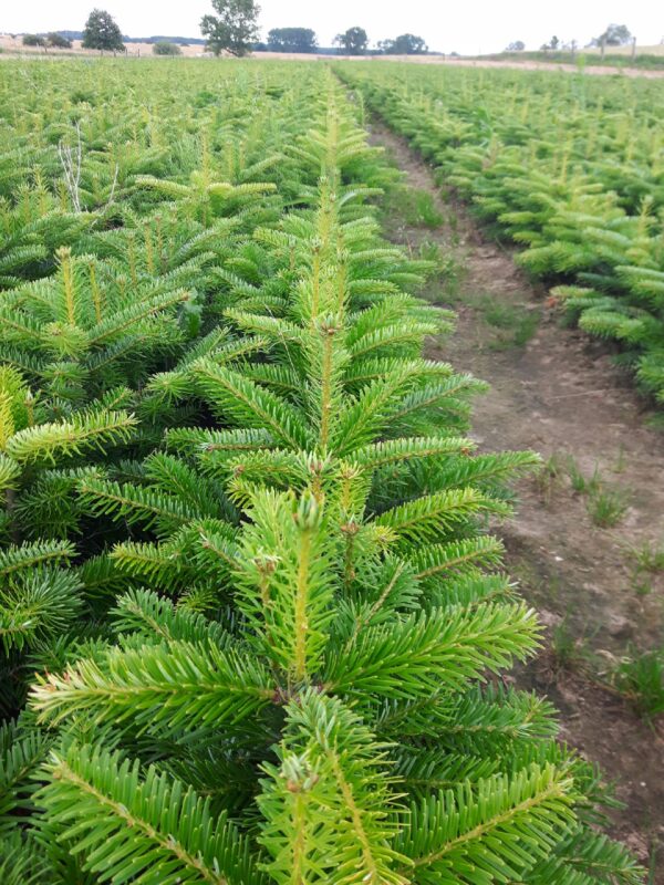 Jodła kaukaska 4 letnia 20/30cm Abies Nordmanniana - obrazek 4