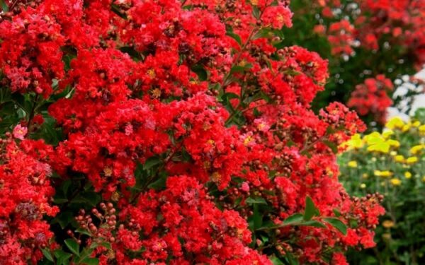 LAGERSTROEMIA INDYJSKA PETIT RED NAJDŁUŻEJ KWITNĄCY KRZEW ŚWIATA MIODODAJNA - obrazek 2