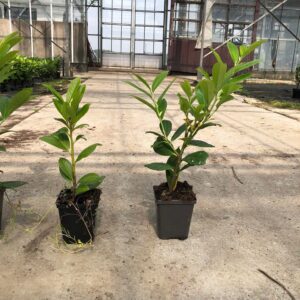 16654c6d9748bd7aed6943a324c29a28