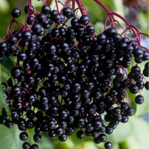 a09fdee62d4c8c851a8b5a9ed05679de