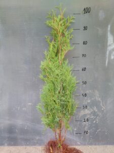 Tuja brabant sadzonki 40-120cm SUPER GĘSTY ŻYWOPŁOT!