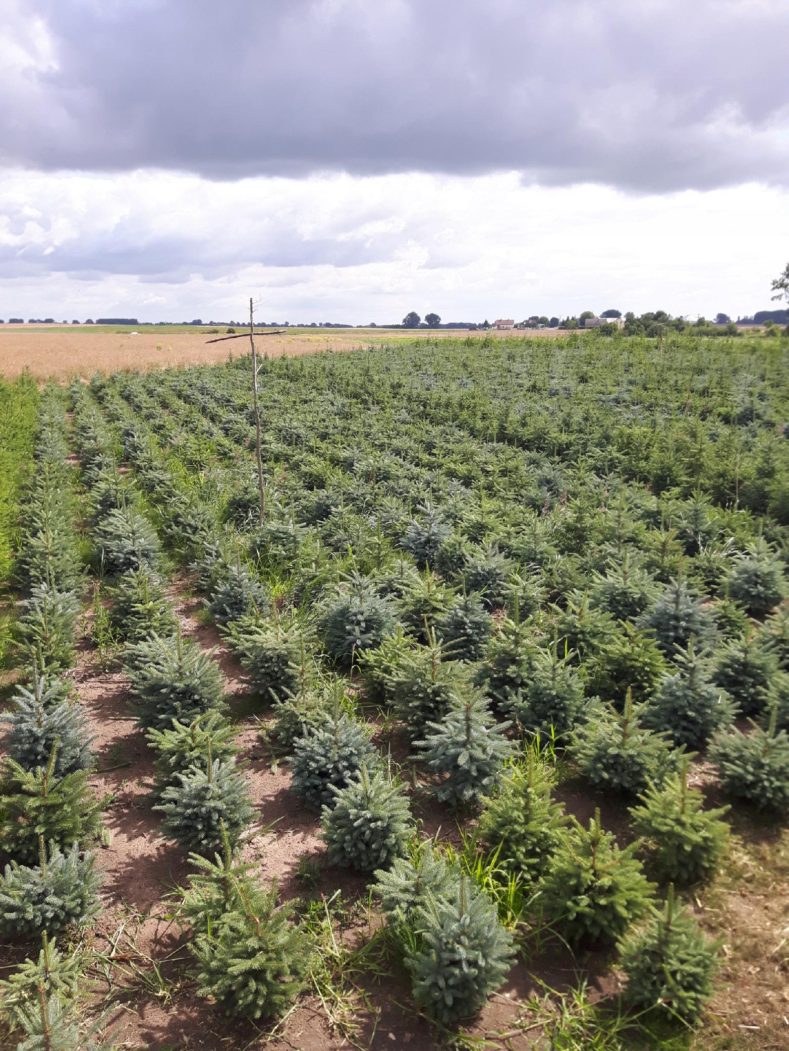 Świerk SREBRNY 3lat NA PLANTACJE SADZONKI 100sztuk