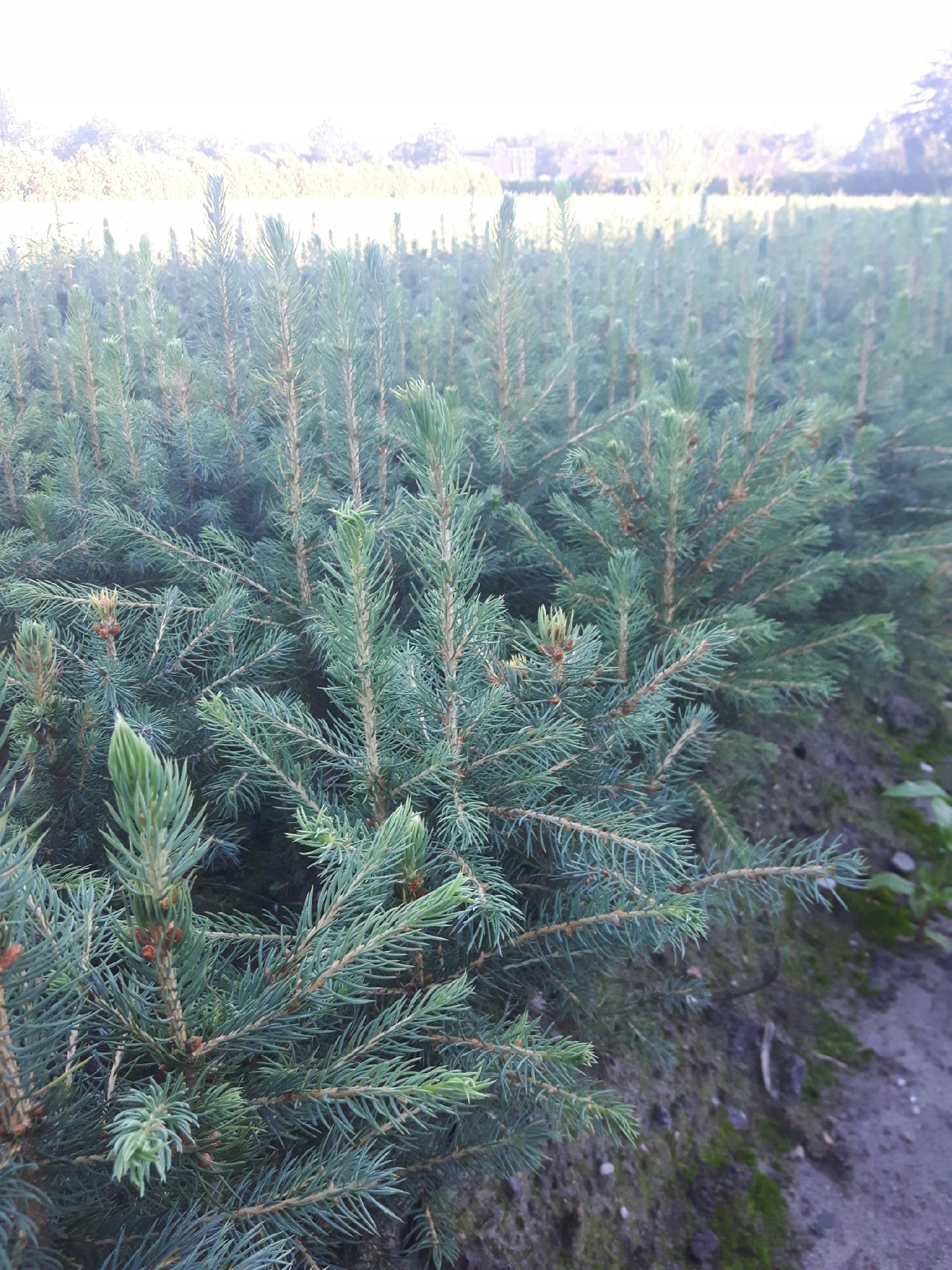 Świerk SREBRNY 3lat NA PLANTACJE SADZONKI 100sztuk - obrazek 4