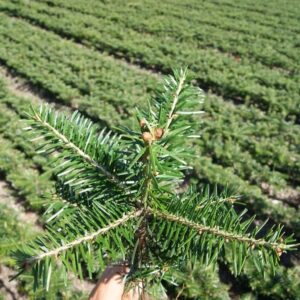 Jodła kaukaska 12-30CM  SADZONKI NA PLANTACJE