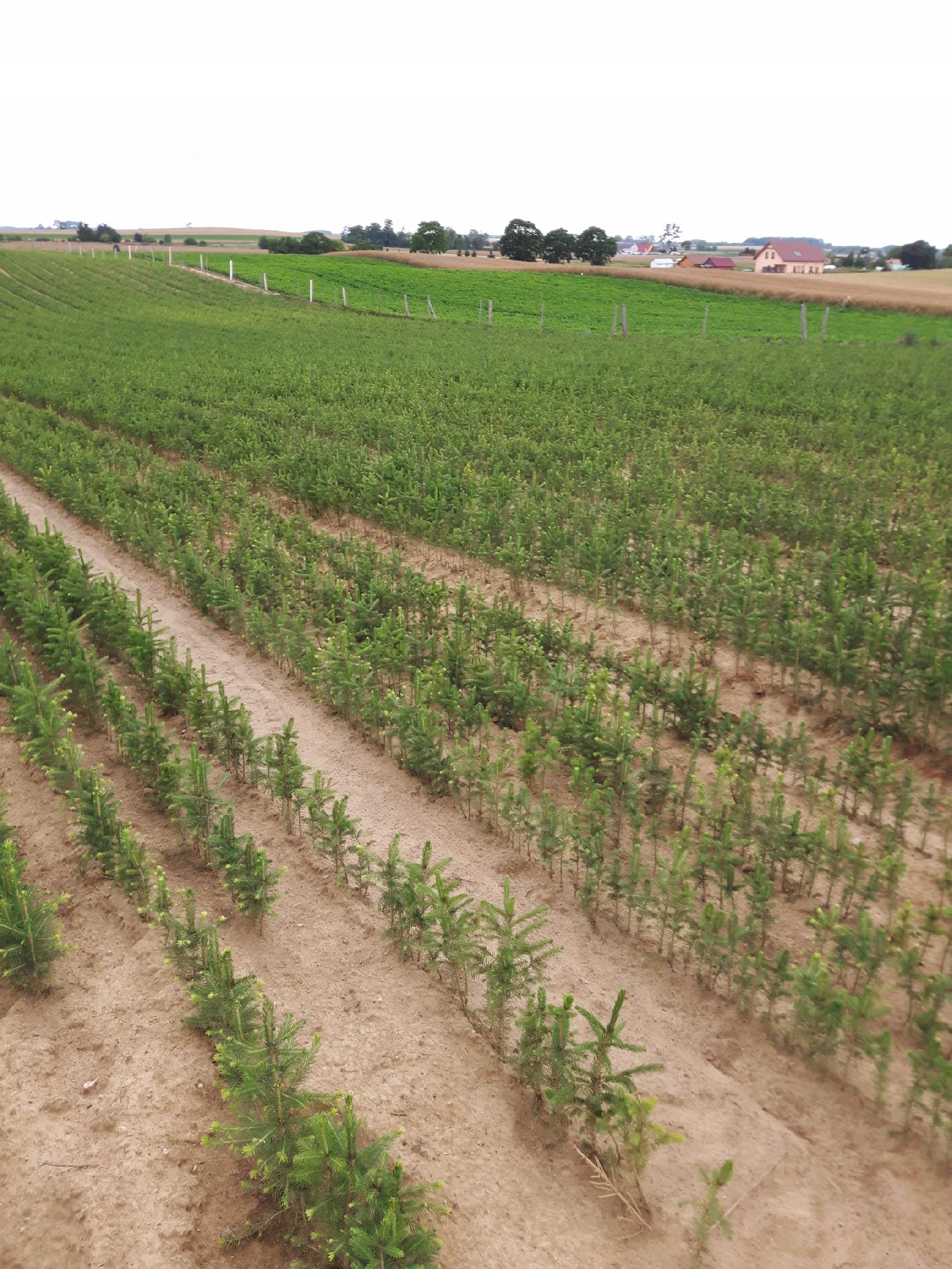 Świerk SREBRNY 3lat NA PLANTACJE SADZONKI 100sztuk - obrazek 3