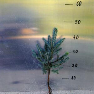 Świerk SREBRNY pospolity 4lat 30/50cm NA PLANTACJE