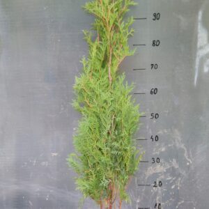 Thuja tuja brabant 80-100cm SUPER ŻYWOPŁOT 40SZTUK