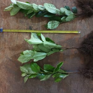 Laurowiśnia wschodnia ROTUNDIFOLIA sadzonki 40-60cm ŻYWOPLOT