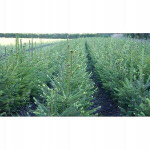 sadzonki świerka pospolitego